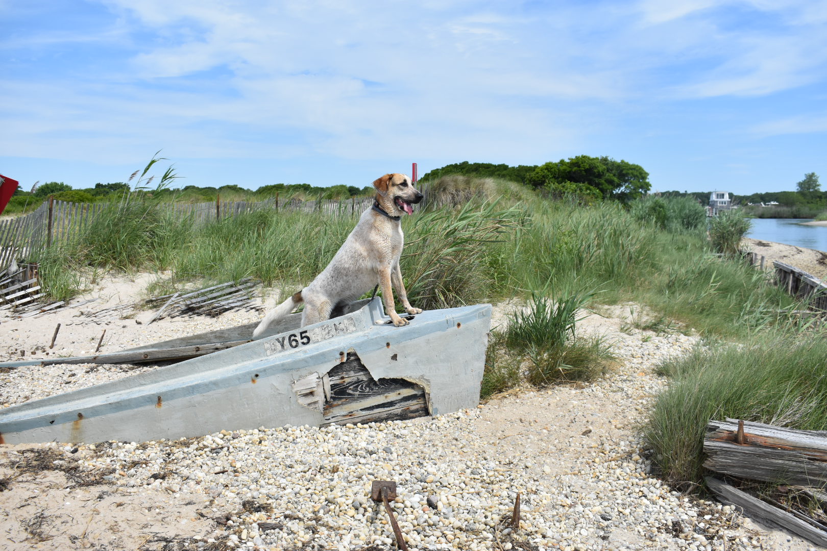 Mud Creek Dog Park - The Tail Guide