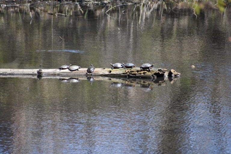 Escape to Serenity: A Guide to Nissequogue River State Park