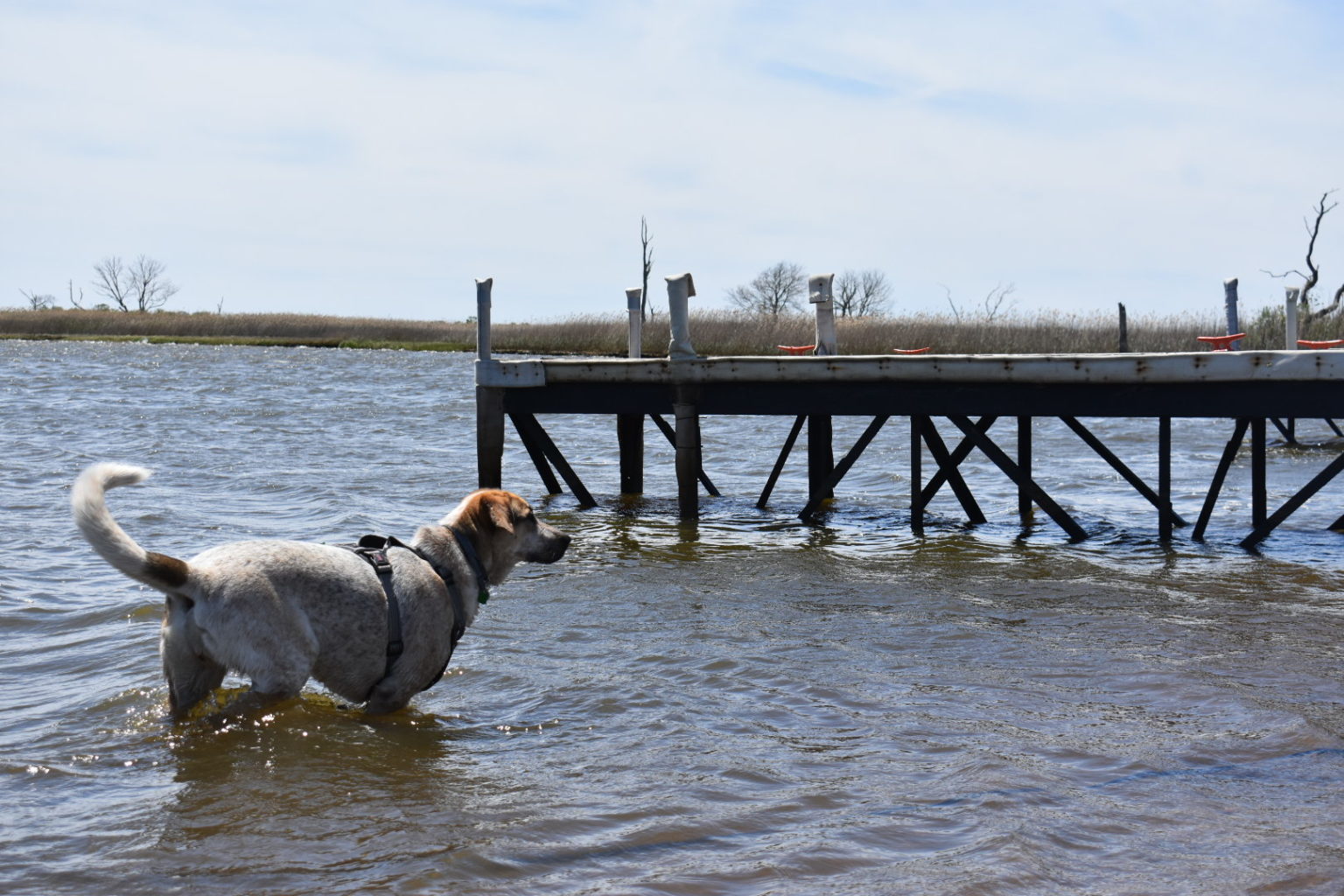 Heckscher State Park - The Tail Guide