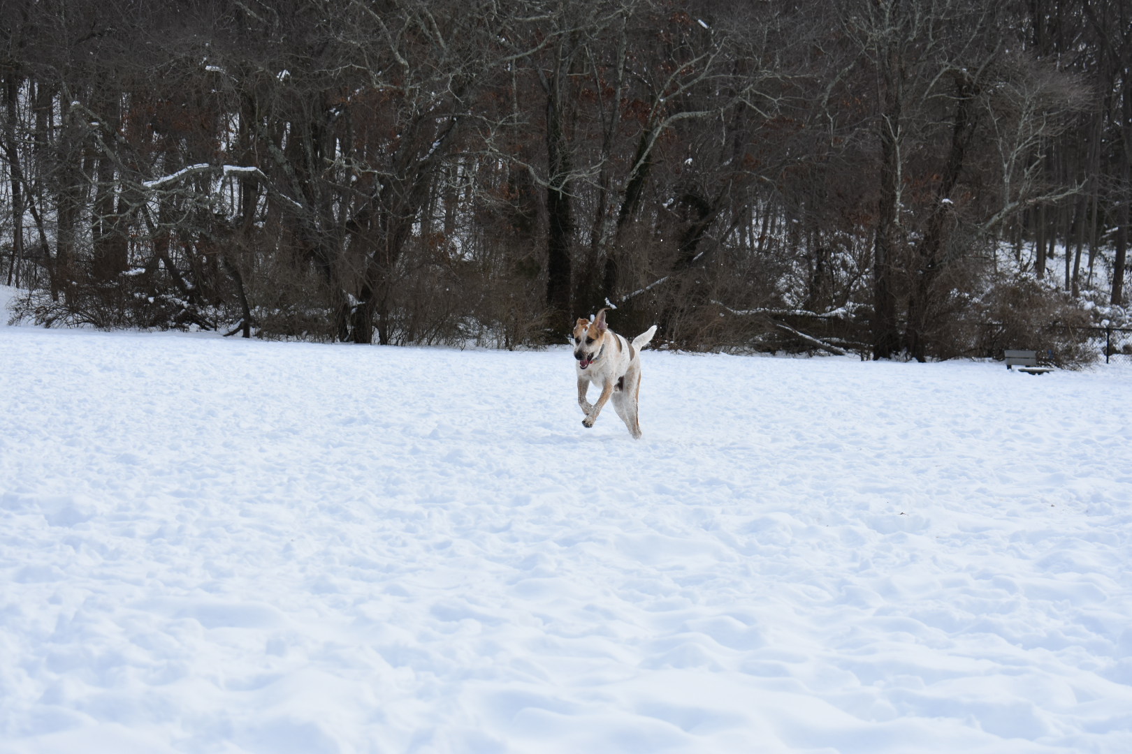 West Hills County Park Large Dog Run - The Tail Guide